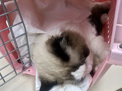 -宠颐生中康贝怡动物医院