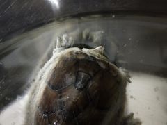 -灵龟之家百象馆(百象馆联合旗舰店)