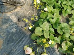 -前小桔亲子创意农场·草莓采摘·露营烧烤