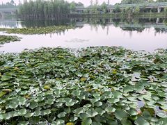 -白鹭湾湿地公园