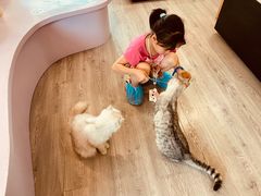 -李小姐の猫咖啡馆(五角场店)
