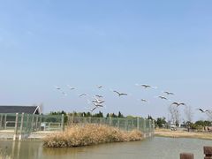 -盐城丹顶鹤湿地生态旅游区