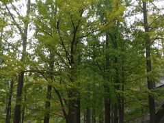 -阳台山自然风景区