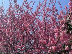 -杭州半山国家森林公园