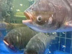 -三品香·江浙菜(松江九谊店)