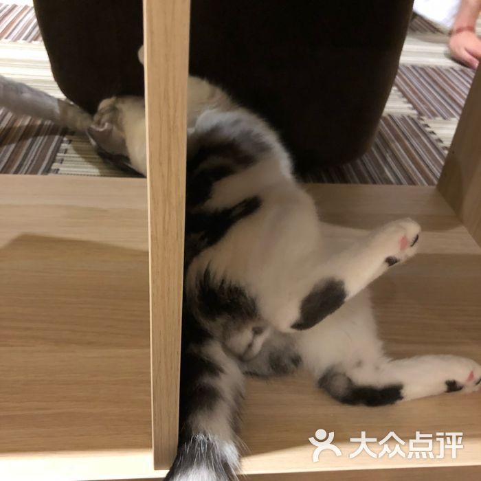 衔蝉猫咖