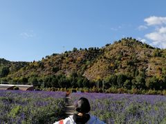 -紫海香堤香草艺术庄园