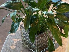 -晋江荣誉国际酒店·港誉茶餐厅