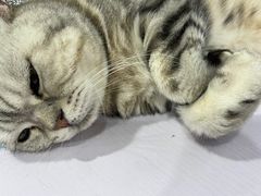 -喵的天空名猫咖啡馆·撸猫·猫舍·用品