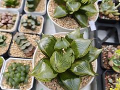 -瑞虹新天地月亮湾