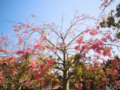 -二沙岛艺术公园
