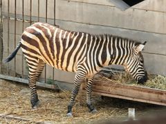 -青藏高原野生动物园