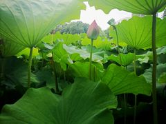-陈家山荷花公园