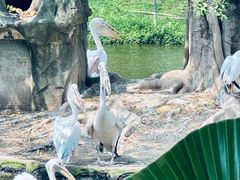 -深圳野生动物园