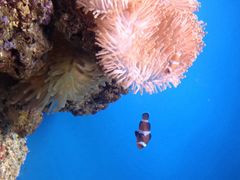 -北戴河圣蓝海洋公园