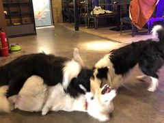 -百好乐宠物友好餐厅(朝外大街店)