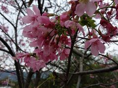 -天适樱花悠乐园