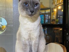 -豆逗聊愈猫阁Easy Life