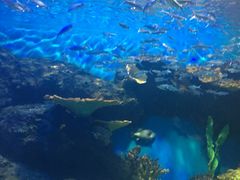 -华夏文旅海洋公园