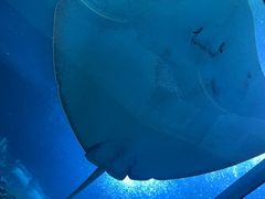 -珠海长隆海洋王国