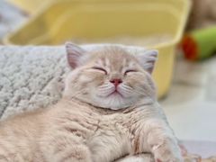 -babydoll猫舍·米努特·德文·缅因(久光中心店)