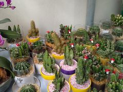 -金陵花卉交易市场