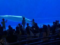 -芜湖新华联大白鲸海洋公园