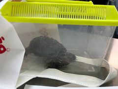 -爱侣宠医·鹦鹉专科·小型哺乳类·异宠专科(灵石路店)