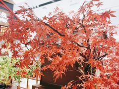 -牛New寿喜烧(闵行龙湖天街店)