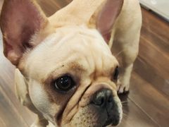 -柯斗斗主题餐厅·狗咖·围炉煮茶·茶饮(国瑞升平里店)