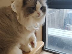 -滚猫咖啡·猫咖·猫友好撸猫(未来城店)