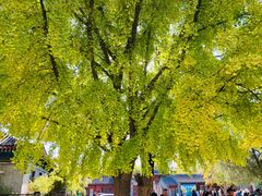 -北京石刻艺术博物馆(五塔寺)