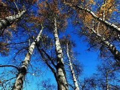 -塞罕坝国家级自然保护区