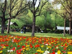 -上海共青森林公园