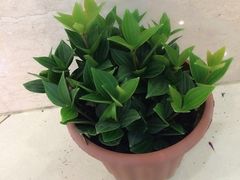 iphone_upload_pic-妃比花艺(光启城时尚购物中心店)