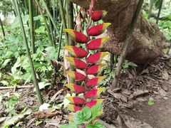 -中国科学院西双版纳热带植物园