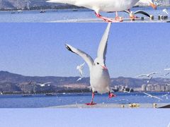 -海埂大坝