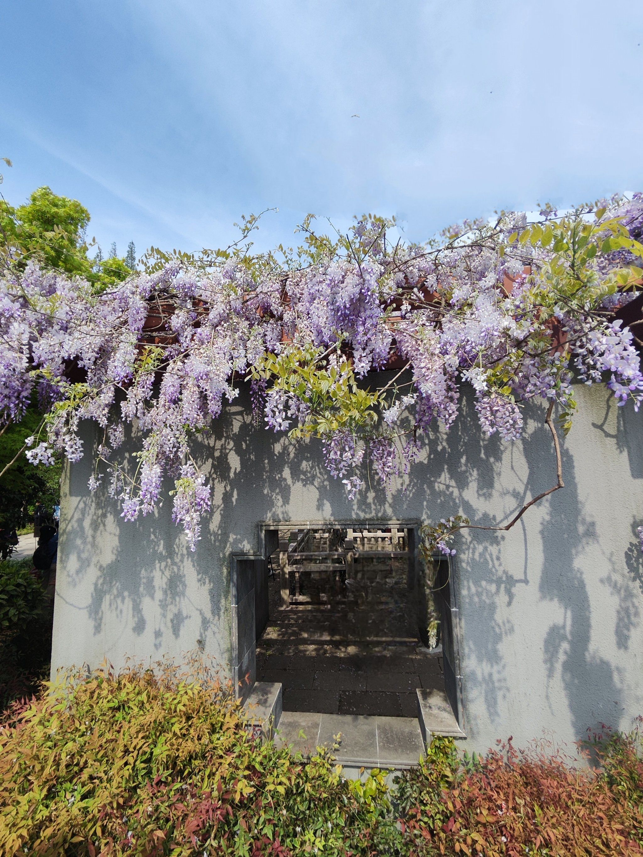 紫藤,江畔,这里是闵行