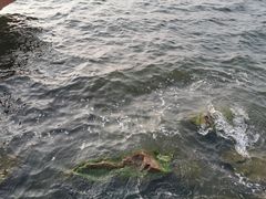 -丁香湖公园