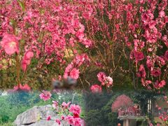 -桃花涧