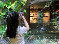 -帕帕拉兹宠物(亚洲旗舰店)