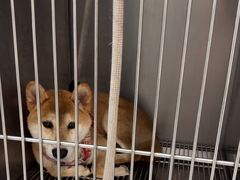 -瑞派康怡24h宠物医院·犬猫医疗中心·微创绝育(瑞景分院)