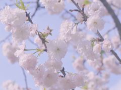 -顾村公园