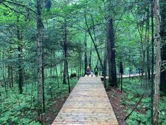 -五营红松林海景区