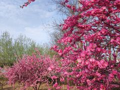-中环花鸟鱼虫市场