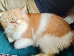 -more than meow吴止猫主题餐厅(承德 中船汇店)