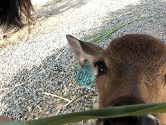 -鹿境梅花鹿生态园区