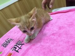 -瑞鹏宠物医院·夜间急症·心超·猫科(祖庙分店)