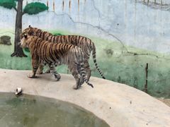 -栾川竹海野生动物园