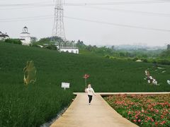 -紫颐香薰山谷景区